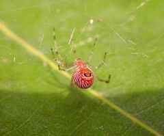Theridion zonulatum