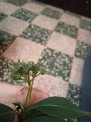 Hydrangea chinensis