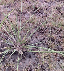Fimbristylis quinquangularis