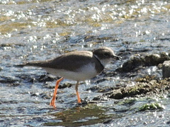 Charadrius placidus
