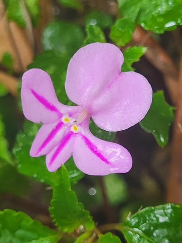 Impatiens pseudoviola