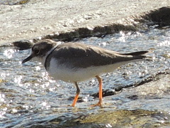 Charadrius placidus