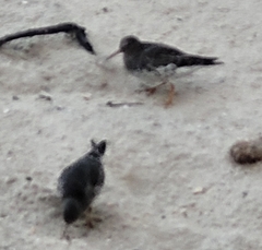 Calidris maritima