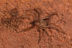 Trachycosmidae
