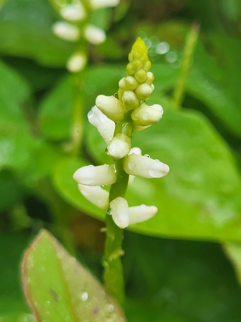 Basella alba, Uru Mashariki, Tansania