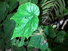 Begonia formosana