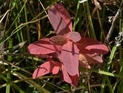 Hypericum virginicum