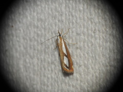 Catoptria