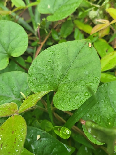 Basella alba