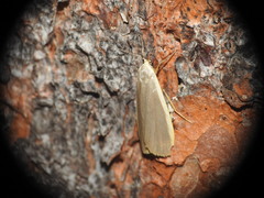 Eilema griseola