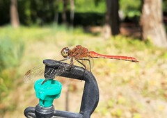 Sympetrum frequens