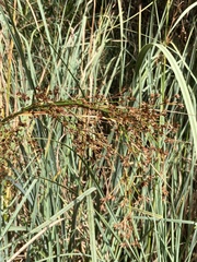 Cladium mariscus