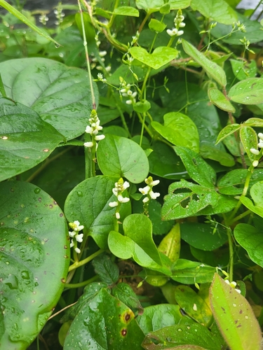 Basella alba