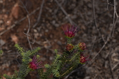 Darwinia oldfieldii