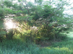 Vachellia pennatula