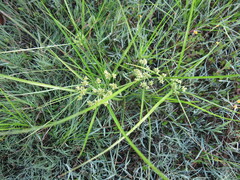 Cyperus