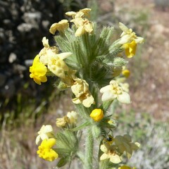 Oreocarya confertiflora