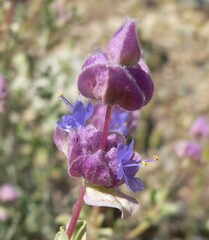 Salvia dorrii