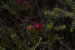 Darwinia oldfieldii