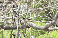 Laniarius major mossambicus