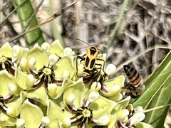 Chauliognathus scutellaris