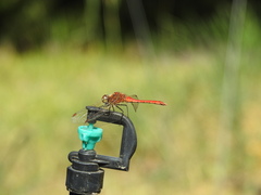 Sympetrum frequens
