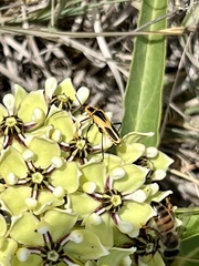 Chauliognathus scutellaris