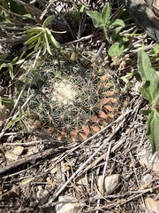 Mammillaria heyderi