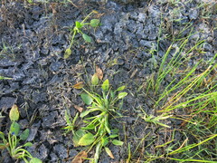 Heteranthera rotundifolia