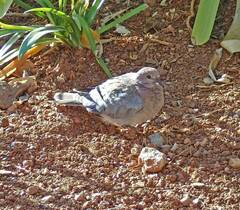 Streptopelia senegalensis senegalensis