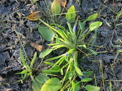 Heteranthera rotundifolia
