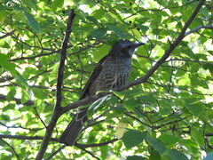 Hypsipetes amaurotis