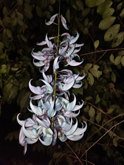 Strongylodon macrobotrys