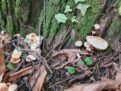Cyclocybe aegerita