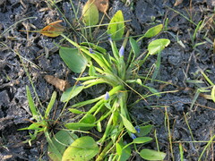 Heteranthera rotundifolia