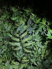 Diplazium dilatatum