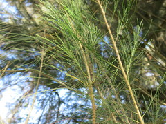 Casuarina equisetifolia