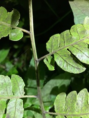 Diplazium dilatatum