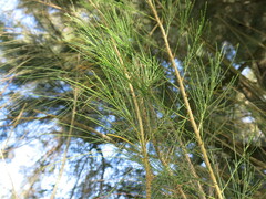 Casuarina equisetifolia