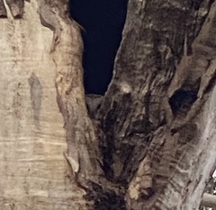 Tyto novaehollandiae