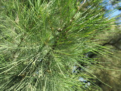 Casuarina equisetifolia