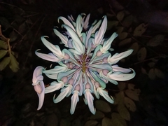 Strongylodon macrobotrys