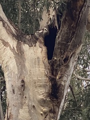 Tyto novaehollandiae