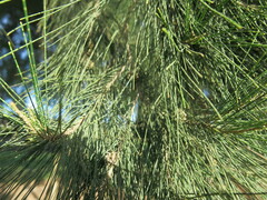 Casuarina equisetifolia
