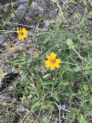 Wedelia hispida