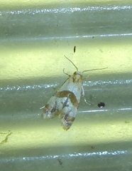 Phalonidia contractana