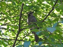 Hypsipetes amaurotis