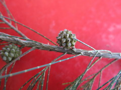 Casuarina equisetifolia