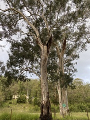 Tyto novaehollandiae