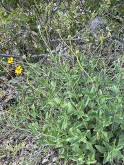 Wedelia hispida